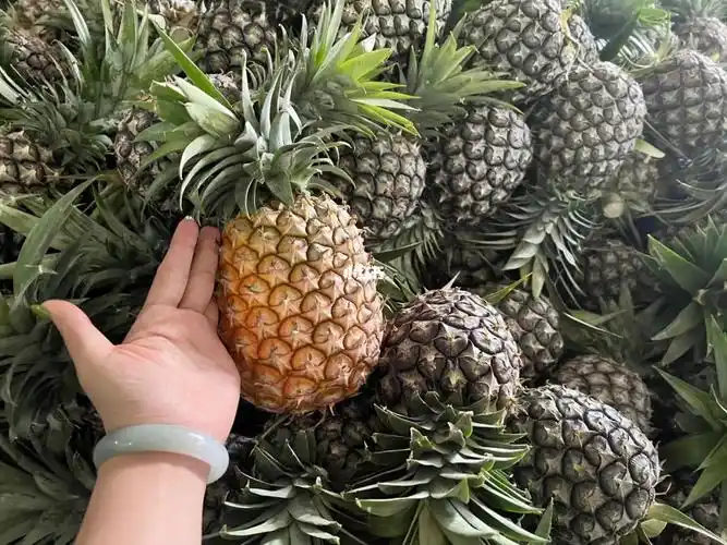 版纳直发无眼凤梨10斤装全国包邮