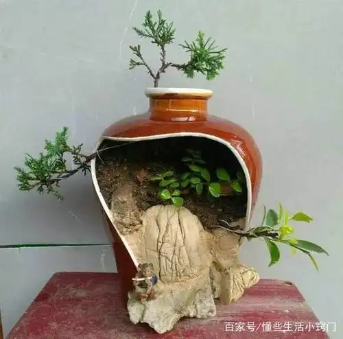 高手在民间!老花友用酒瓶做成花盆来养花,超级好看还省了不少钱