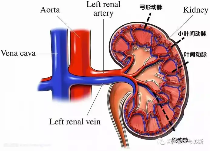 肾动脉频谱正常值范围