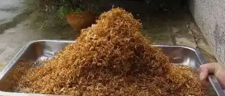 南雄最出名的莫过于黄烟烟农们摘烟实属不易