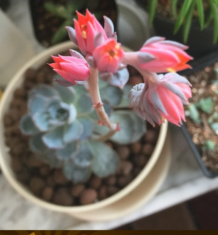 多肉蓝石莲开花的照片