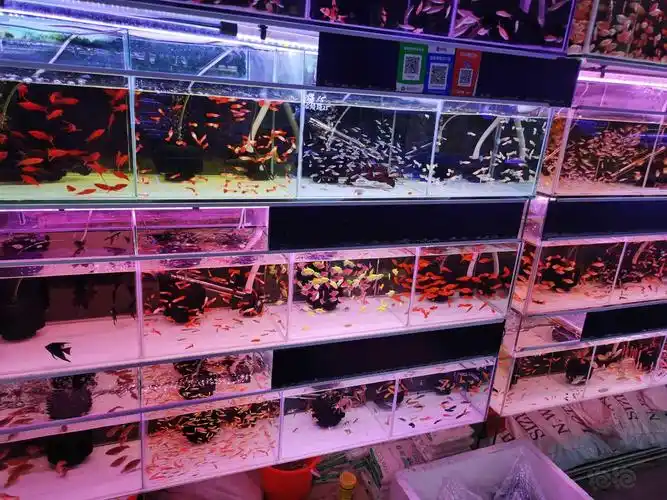 南京七桥瓮花鸟虫鱼市场一瞥