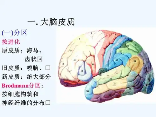 大脑内部结构ppt