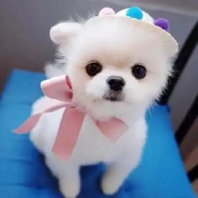 卡哇伊可爱姿态的小动物