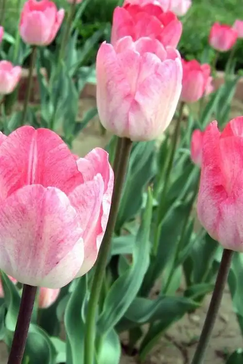 粉红色的郁金香,花场