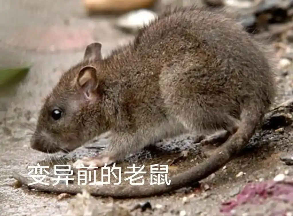 核辐射变异动物 #核辐射 #核污染 - 抖音