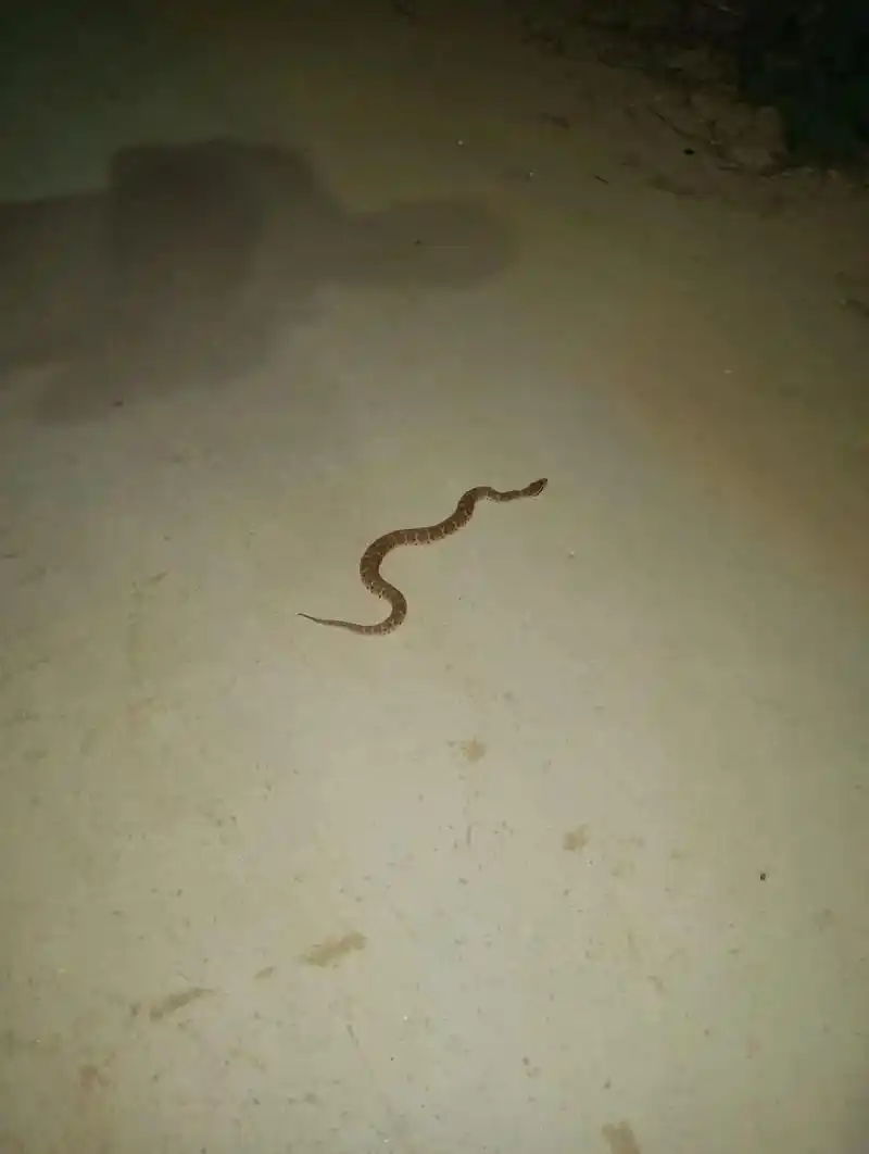 这个是不是河南最毒的蛇 - 抖音