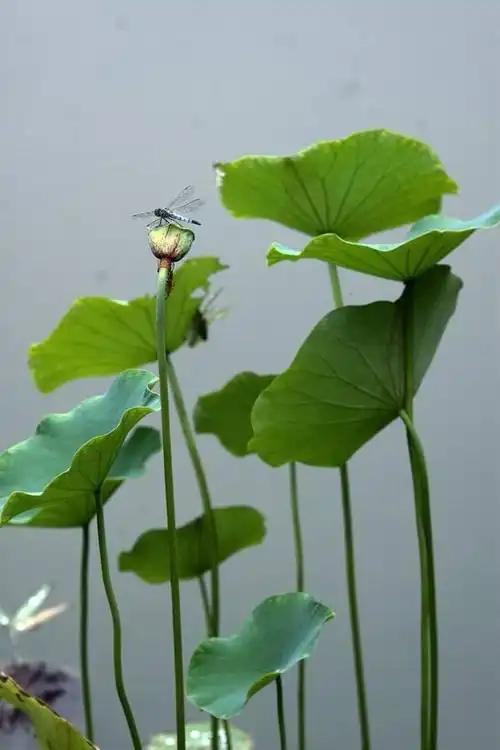 "小蜻蜓立在荷叶上,展开透明的翅膀.
