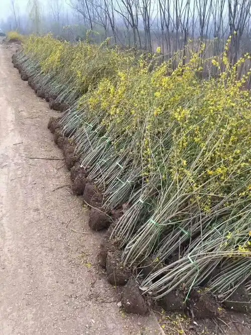 丛生连翘苗价格 药用连翘价值多少钱一棵 基地报价表