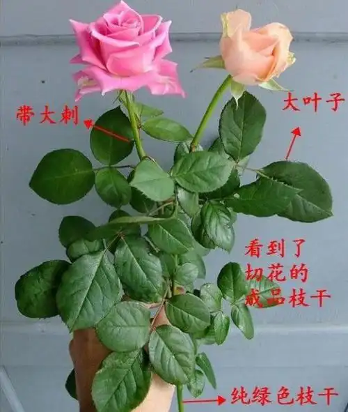 当年开花 玫瑰花苗 绿植盆栽花卉赛蔷薇花苗玫瑰月季