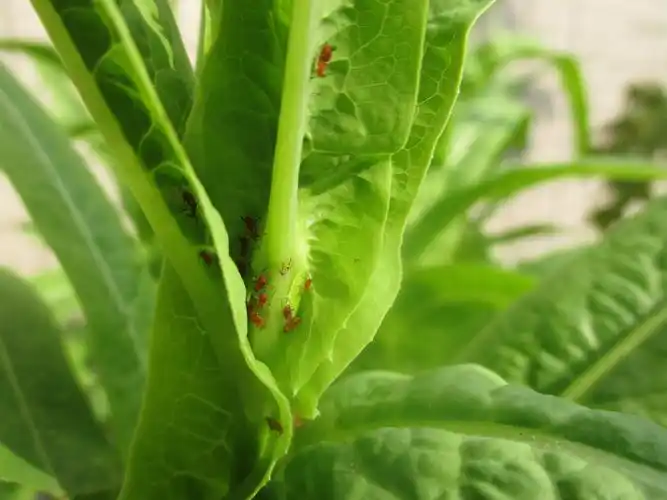 有机蔬菜常见病虫害防治