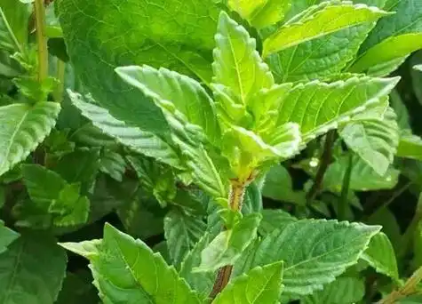 烧仙草是什么草-植物说