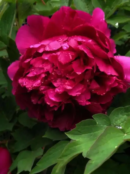 小院又东风牡丹第一香