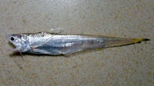 这是什么鱼,长度13cm.从江里钓上来的.