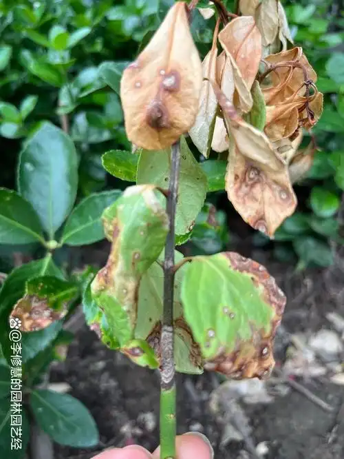 防治黄杨炭疽病,你需要知道这些