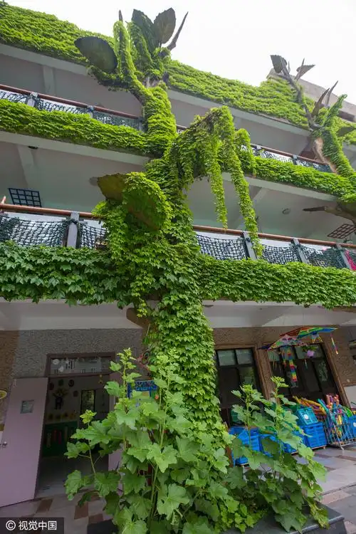 杭州幼儿园外墙布满爬山虎 好似绿色城堡