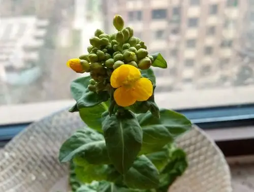 娃娃菜的第一朵小花花