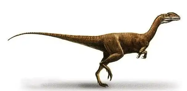 鸟之先祖:合踝龙与现代鸟类的渊源