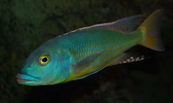 马鲷鱼具体能长多大