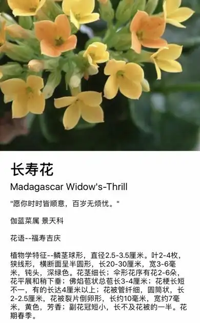 展开全部 长寿花