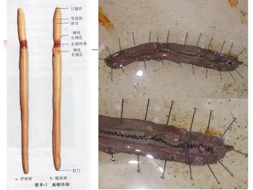 蛔虫和蚯蚓的比较解剖ppt