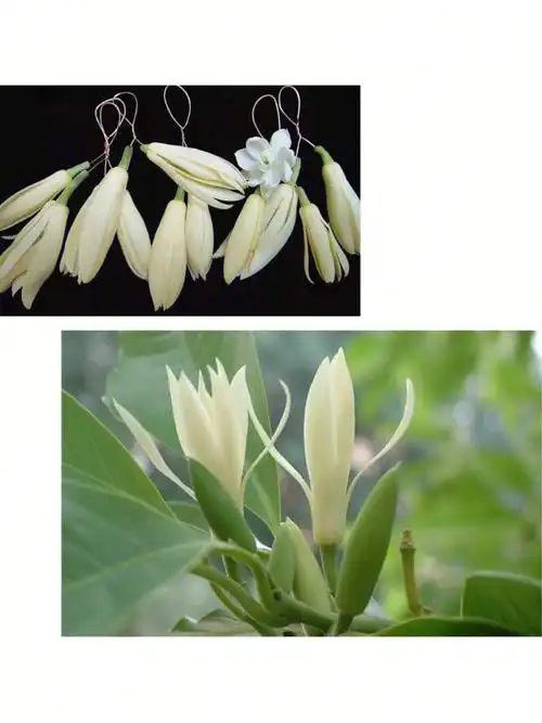 白兰花养护篇丨早睡早起身体好