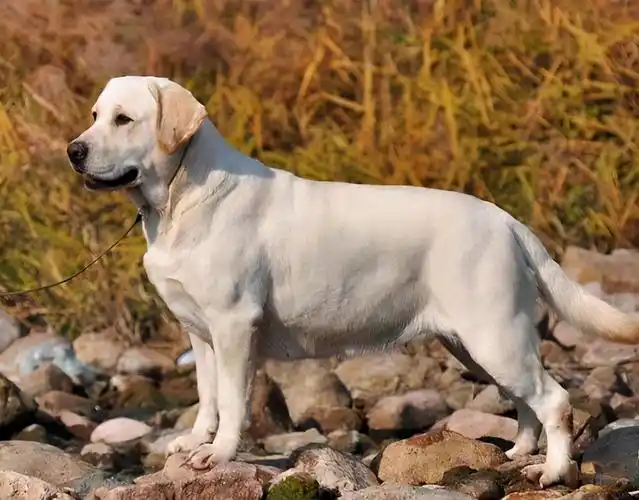 拉布拉多犬毛发粗糙