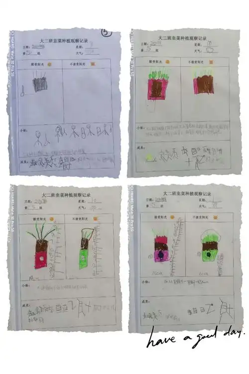 大二班班级种植观察活动分享