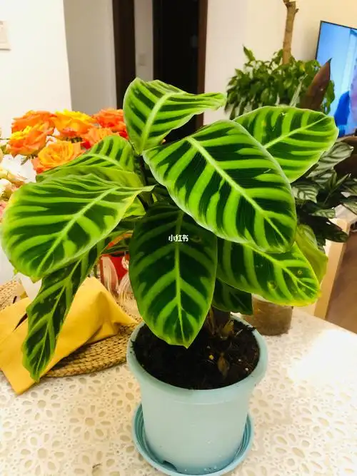 观叶植物61竹芋