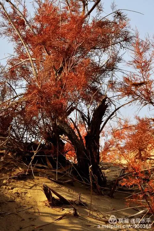 沙漠的保护神,红柳——行摄南疆之三