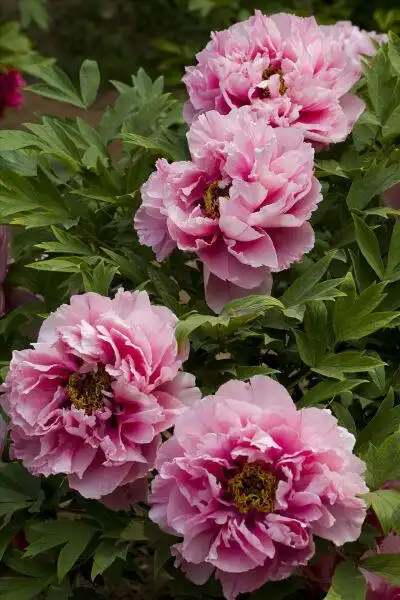 评论  〔 手绘水彩花卉 〕作者 桃年 0 221 采以时月  发布到  牡丹