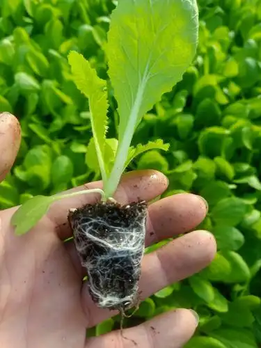 [白菜苗批发]大量供应白菜苗 春白菜苗,价格0.15元/棵 - 一亩田