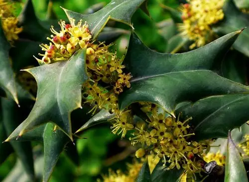 狗骨.摄于东区.