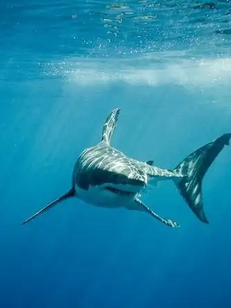 各种鲨鱼图片