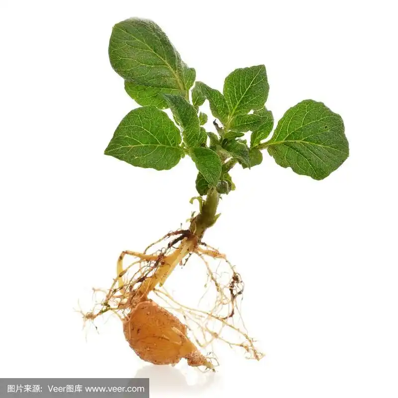 植物,白色,马铃薯,叶子,根部