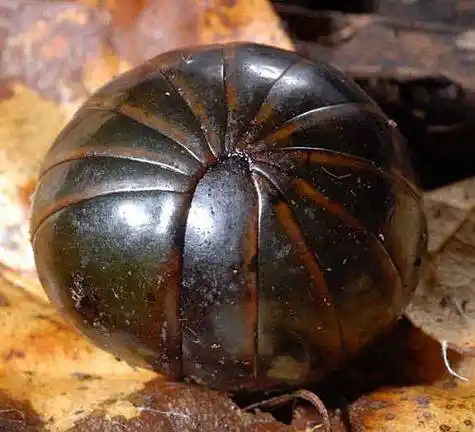 鬼吹灯里的神秘物件 - 休闲玩乐 - 得意生活-武汉生活消费社区 - 手机