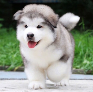 无偿领养出售纯种阿拉斯加幼犬活体熊版阿拉斯加雪橇犬宠物幼犬狗