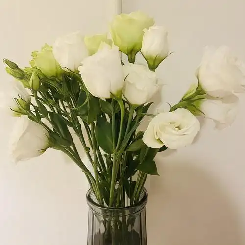 白绿洋桔梗也太小清新了吧!