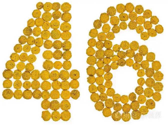 阿拉伯数字46四十六从艾菊的黄花孤立