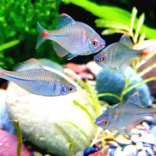 农村河里常见的六种鱼,农村小河鱼的品种大全