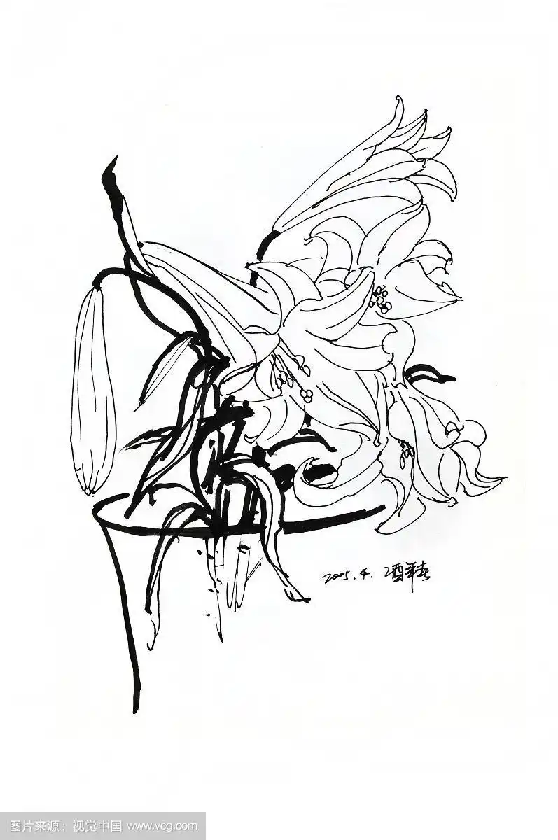 钢笔速写系列枯萎的百合