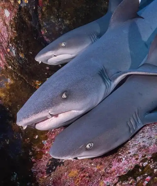 潜水马来西亚诗巴丹,海洋世界之美,物种之丰富,让潜水之父侧目|珊瑚礁