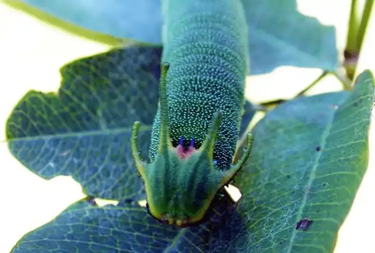 原创昆虫学家高清镜头下的毛毛虫长啥样