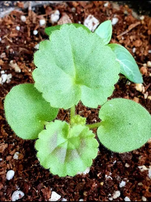 天竺葵小苗长大了