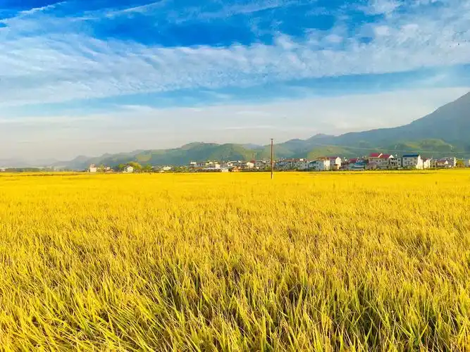 美丽的田野