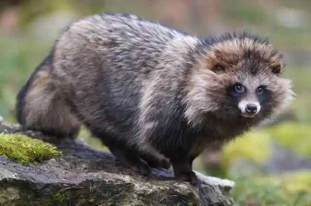 貉,是一种什么样的动物?可千万别把它和浣熊给搞混了!