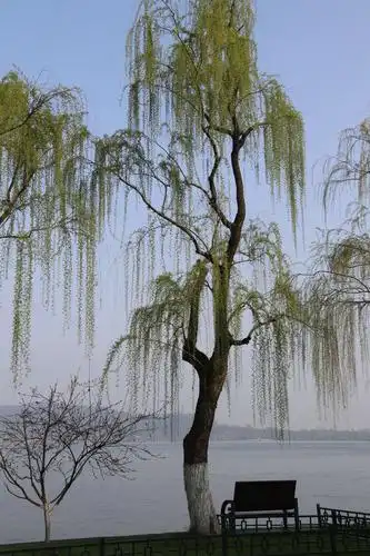 西湖垂柳