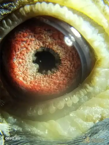 潮州名家刘朝旭欣洋公棚锯齿型内线口已售