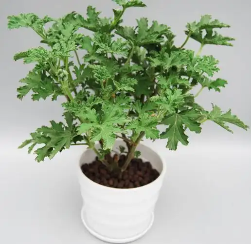 夏天蚊子太猖獗了自从种了这几款驱蚊花从此看不到一蚊子