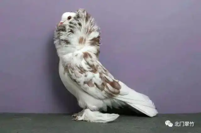 千姿百态观赏鸽